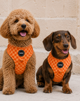 Arnés ajustable para perros Orange