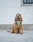 Arnés reversible para perros Vichy Avocado