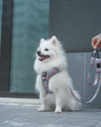 Arnés ajustable para perros Teckels
