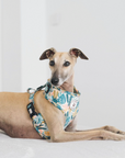 Arnés ajustable para perros Nature
