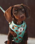 Arnés ajustable para perros Hot Dog