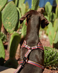 Arnés ajustable para perros Etnic