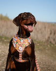 Bandana para perros Sabana