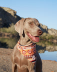 Bandana para perros Étnica