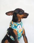 Arnés ajustable para perros Nature