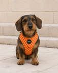 Arnés ajustable para perros Orange