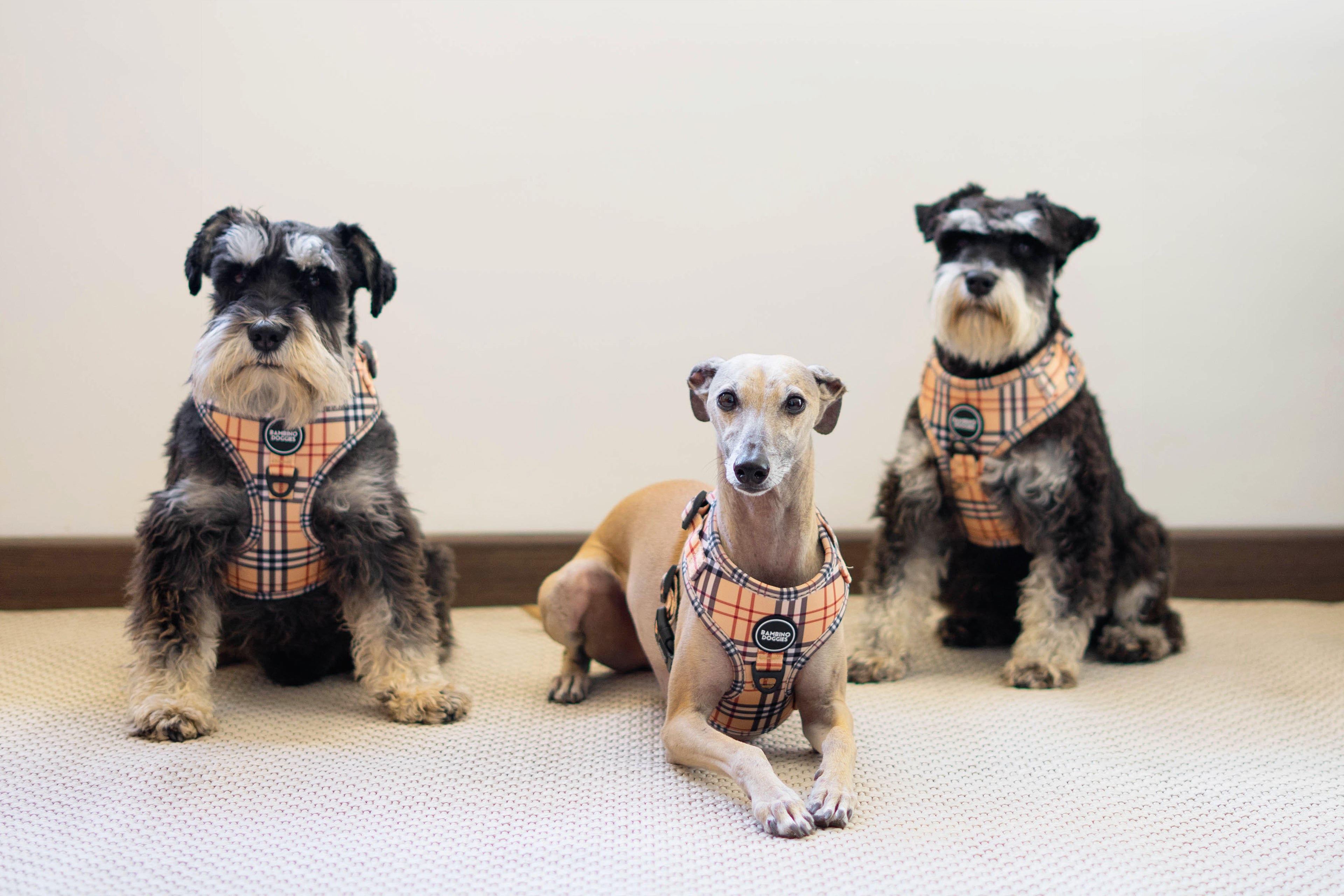 Arnés ajustable para perros Londres