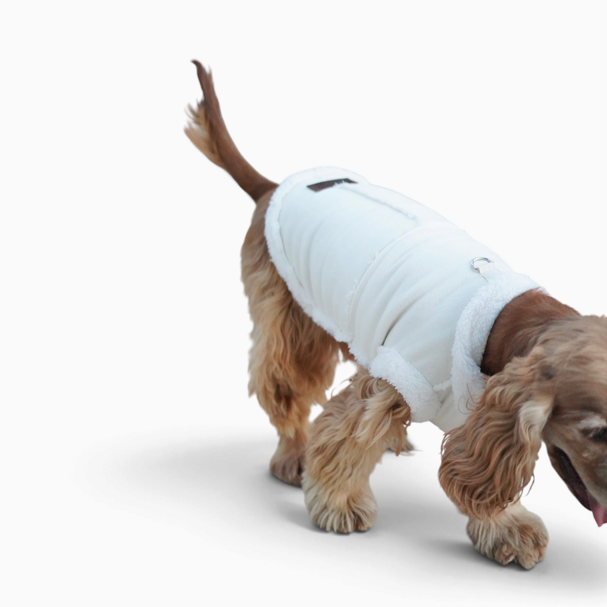 Perro pequeño con abrigo de borreguito beige de Bambino Doggies, con hebilla en D para enganchar la correa.
