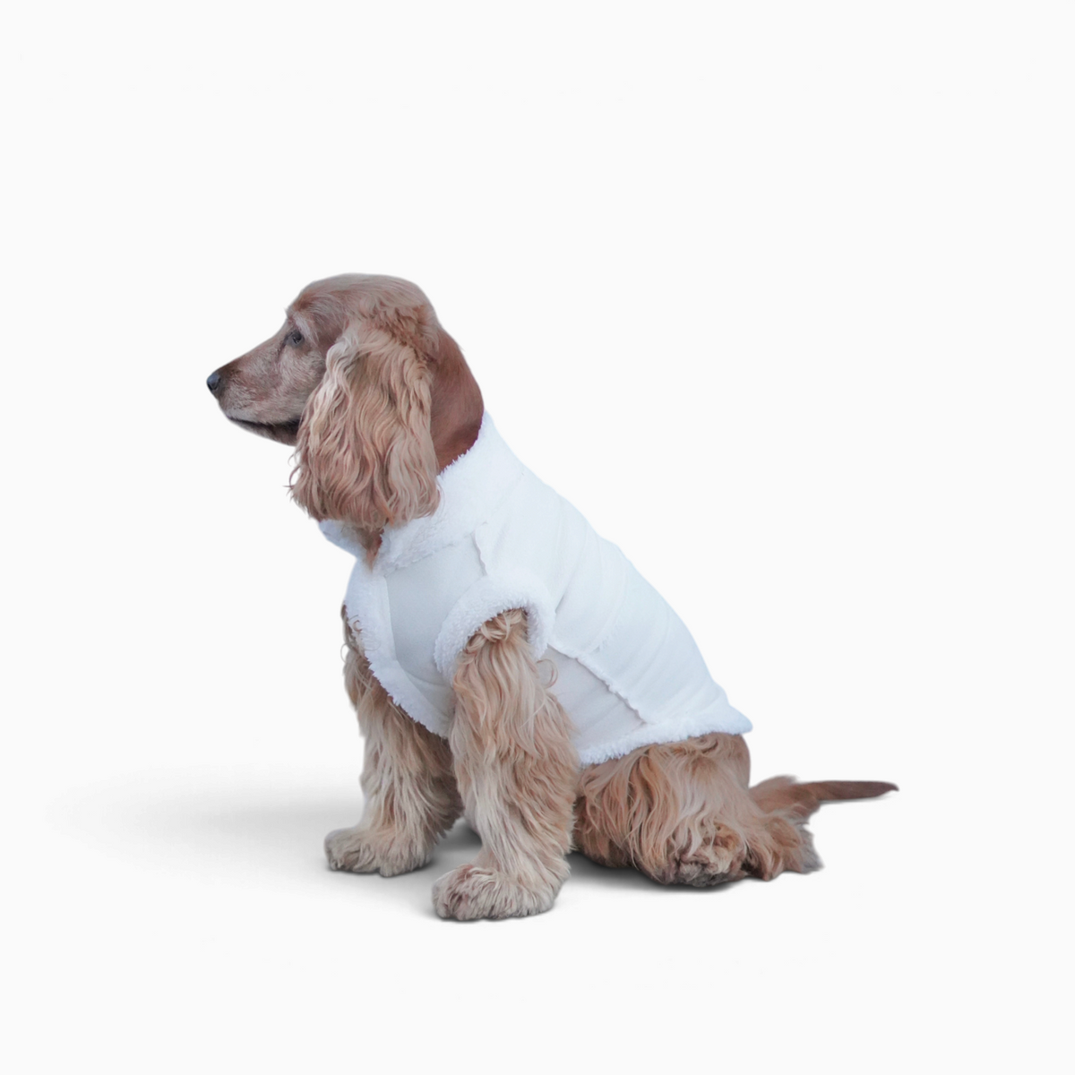 Perro cocker spaniel con abrigo de borreguito beige de Bambino Doggies, cómodo y cálido para razas pequeñas