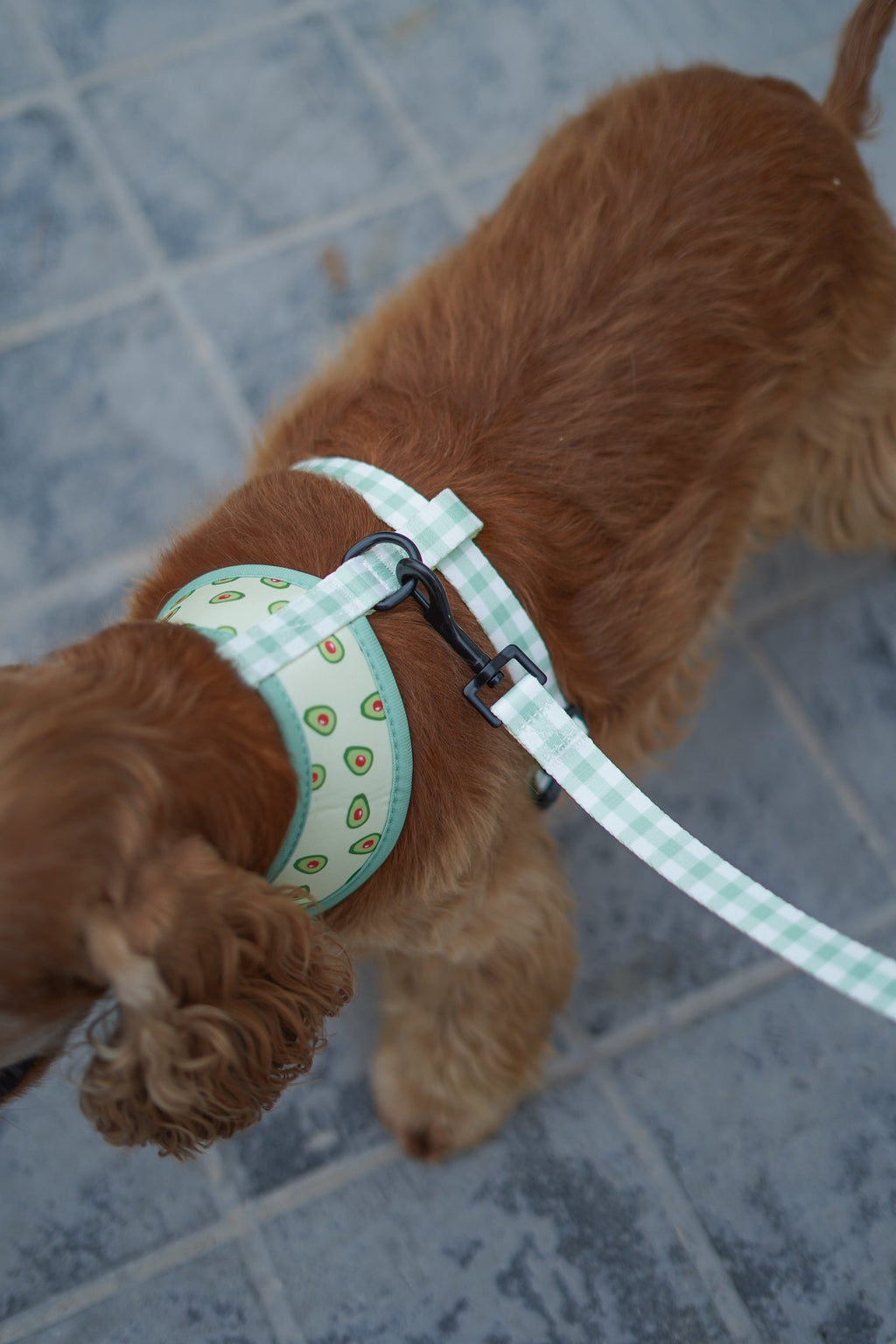 Arnés reversible para perros Vichy Avocado