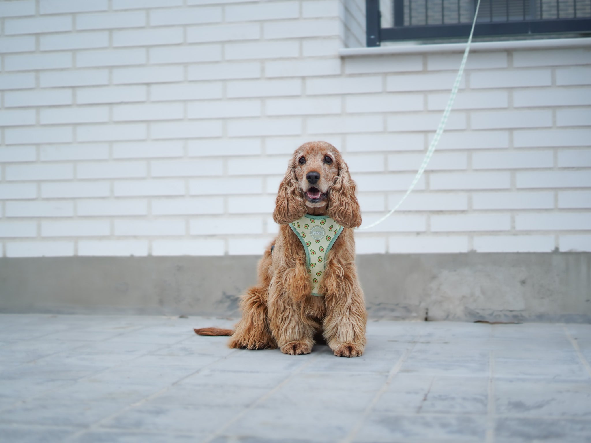 Arnés reversible para perros Vichy Avocado