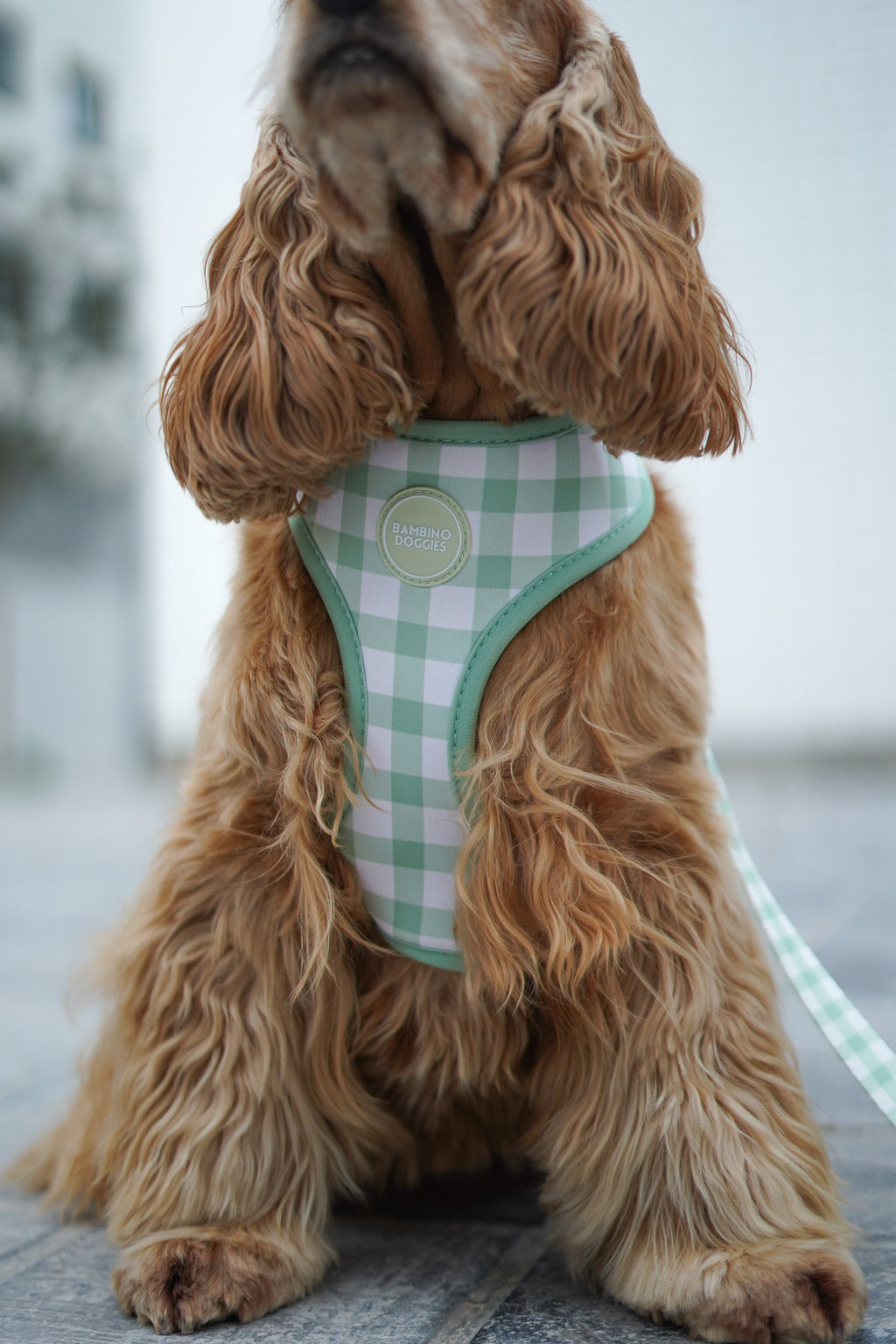 Arnés reversible para perros Vichy Avocado