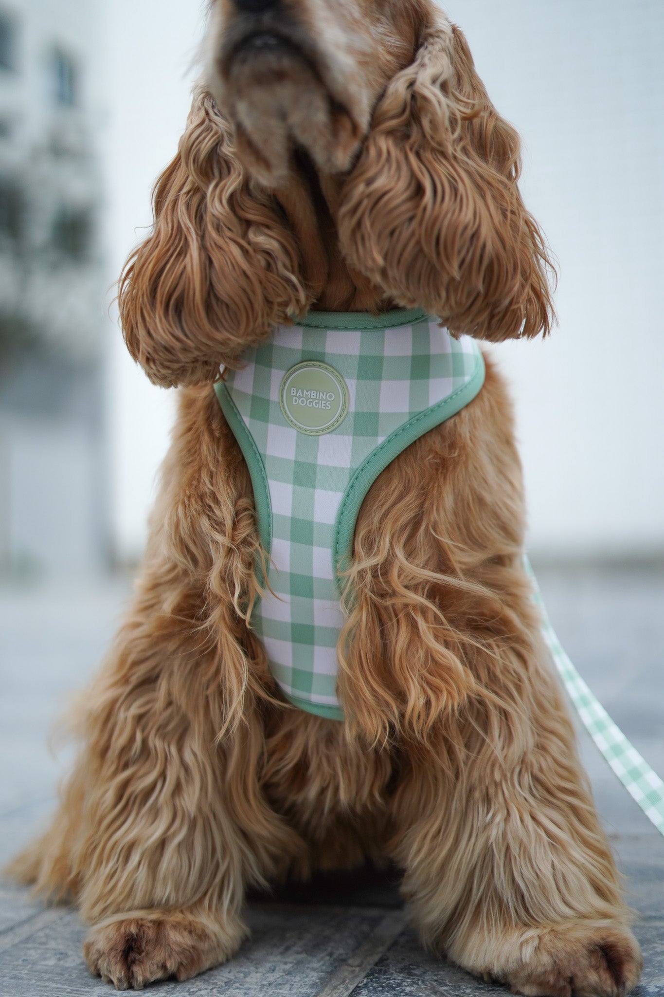 Arnés reversible para perros Vichy Avocado