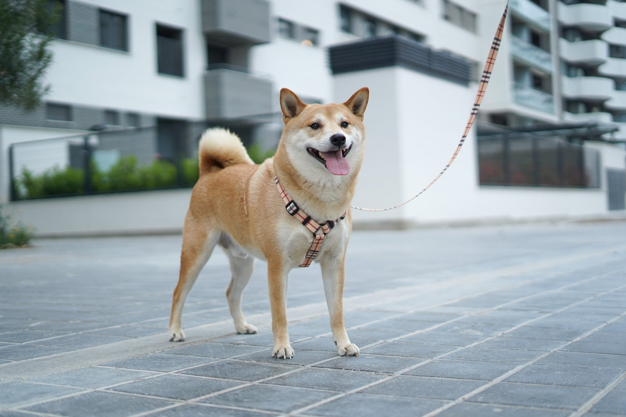 Arnés para perros Londres