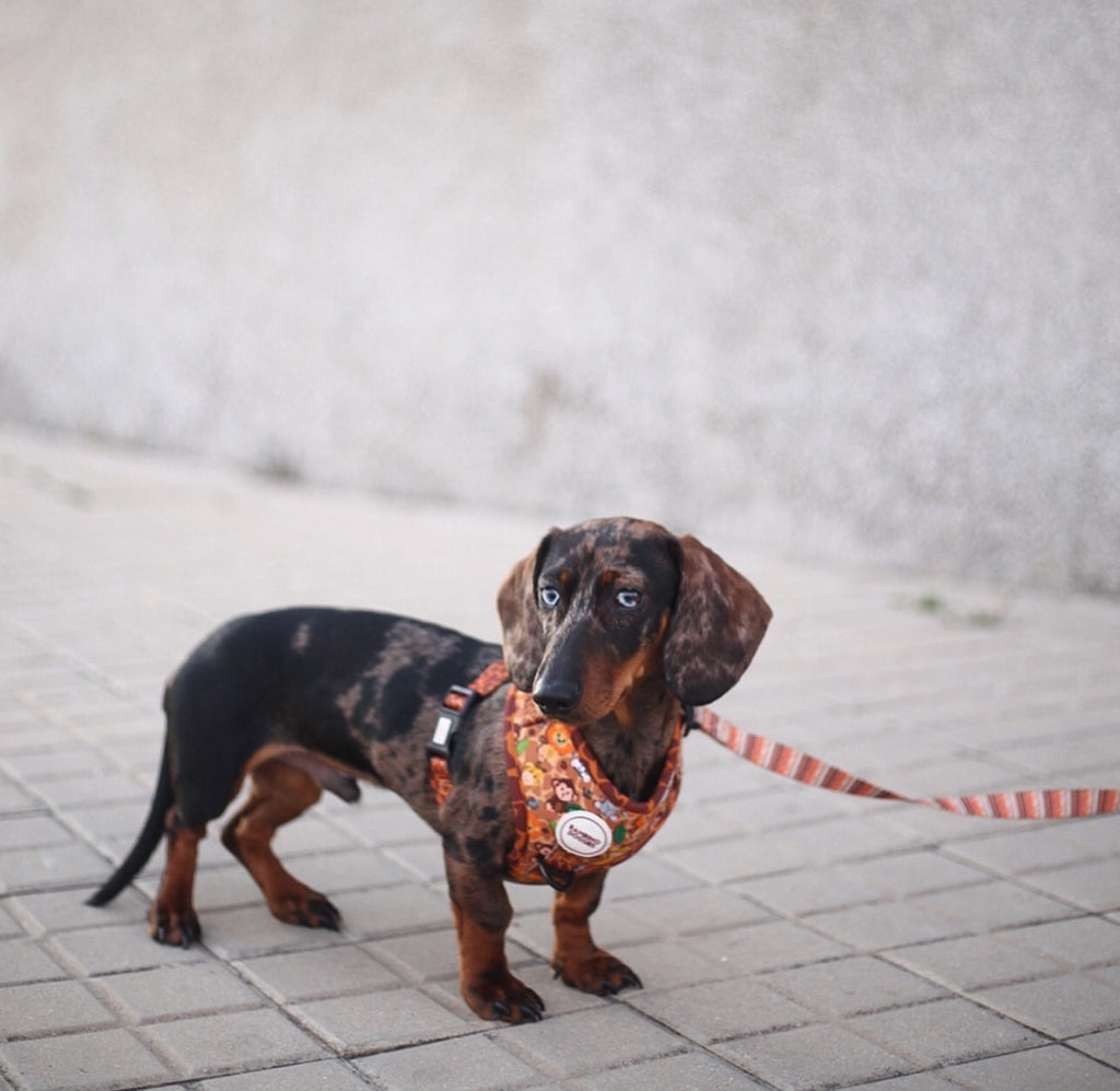 Arnés ajustable para perros Sabana