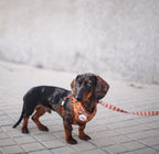 Arnés ajustable para perros Sabana