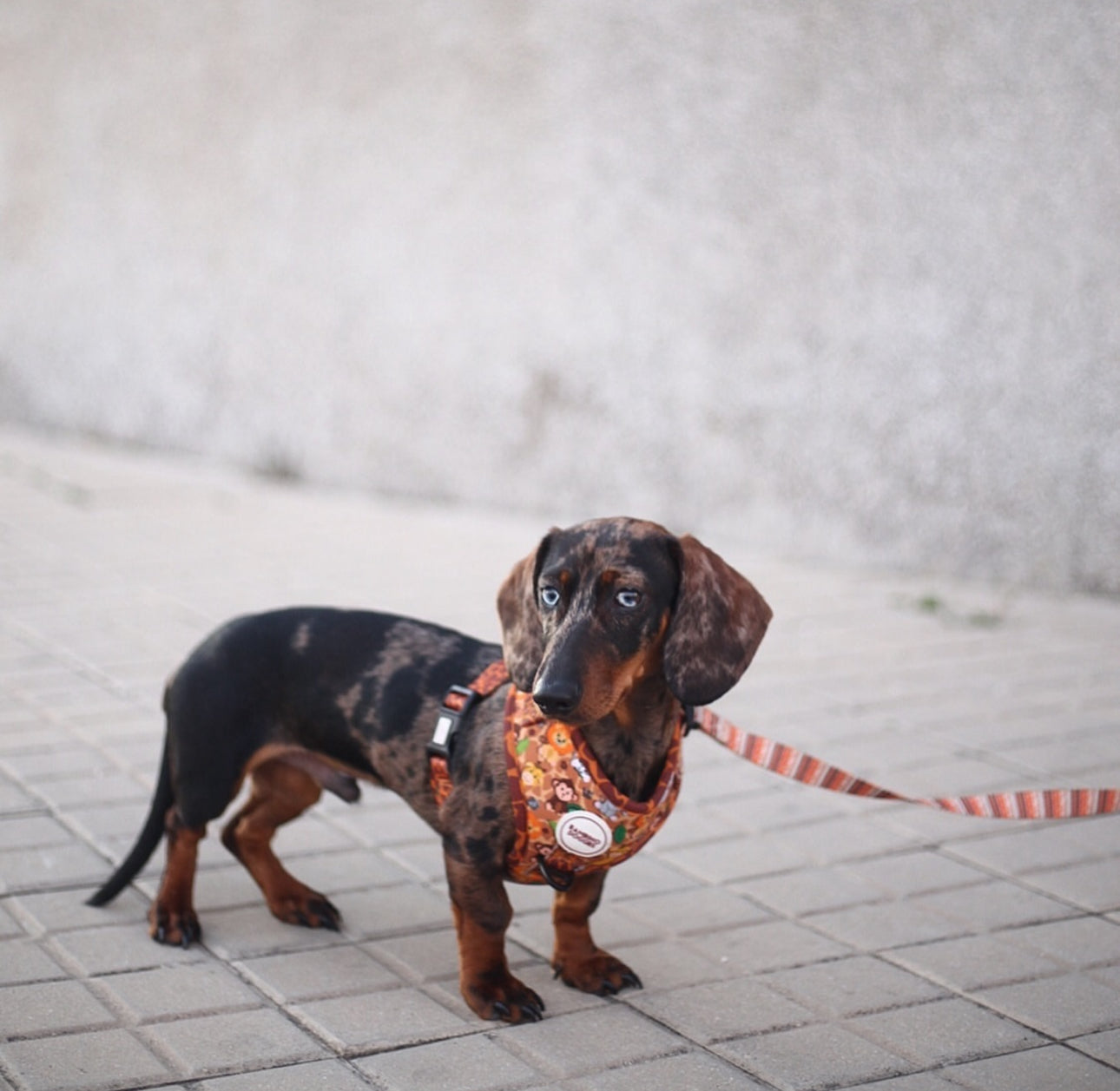 Arnés ajustable para perros Sabana