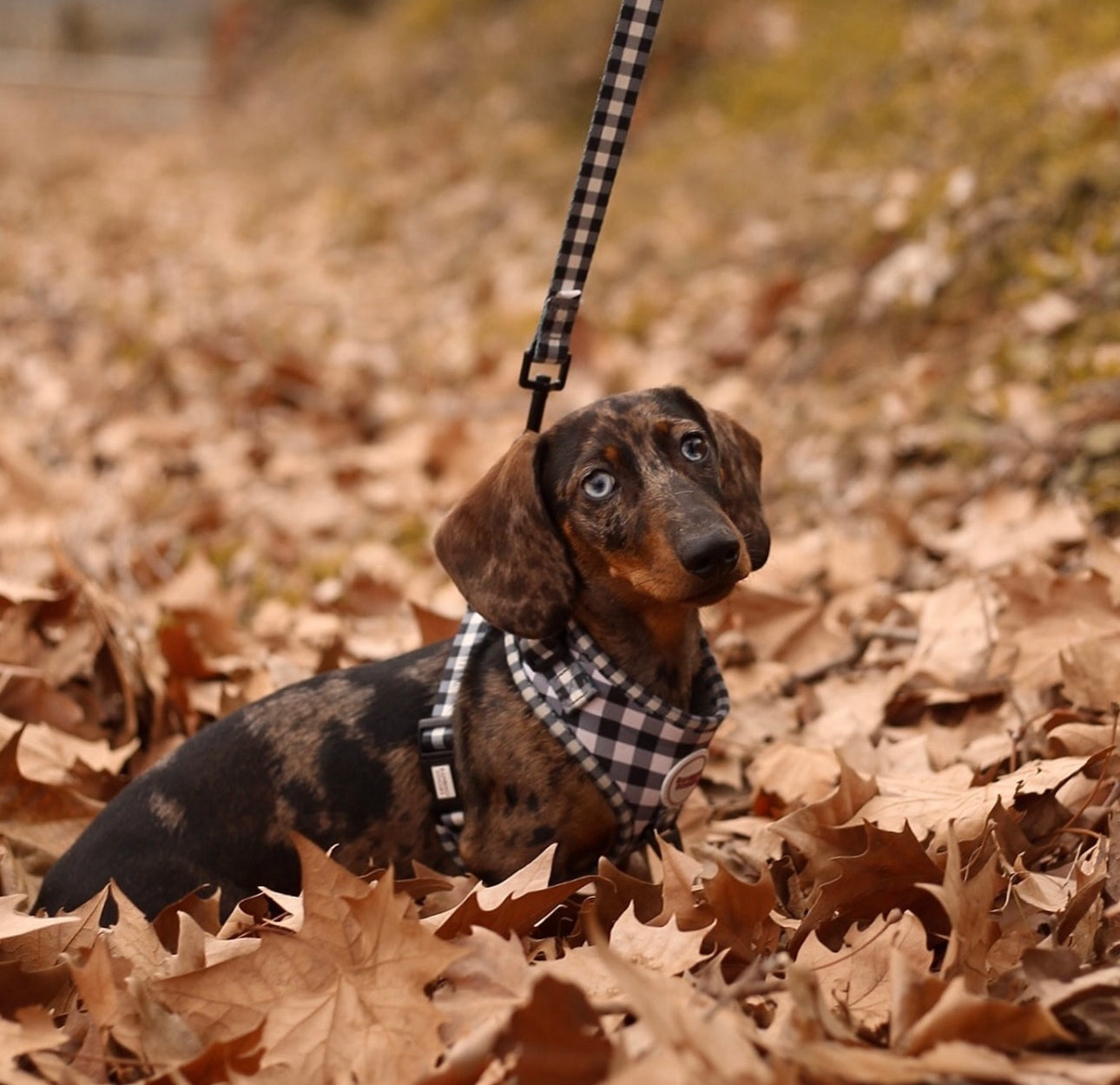 Arnés para perros Vichy negro