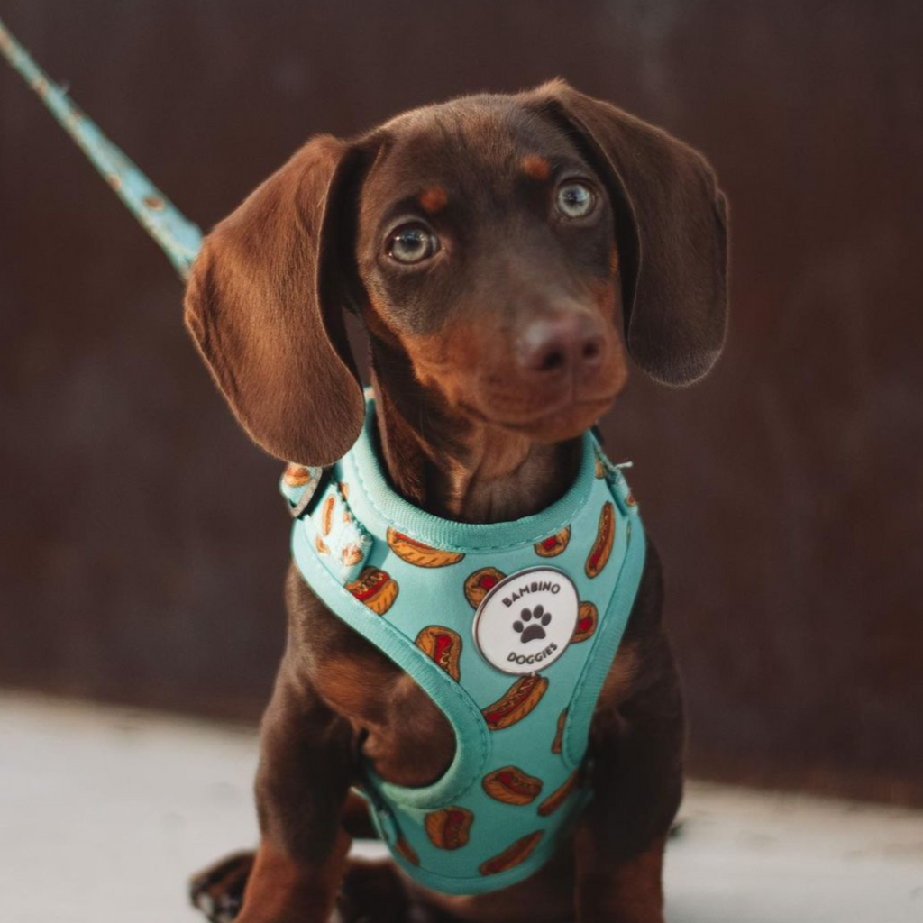 Arnés ajustable para perros Hot Dog