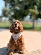 Arnés ajustable para perros Flowers