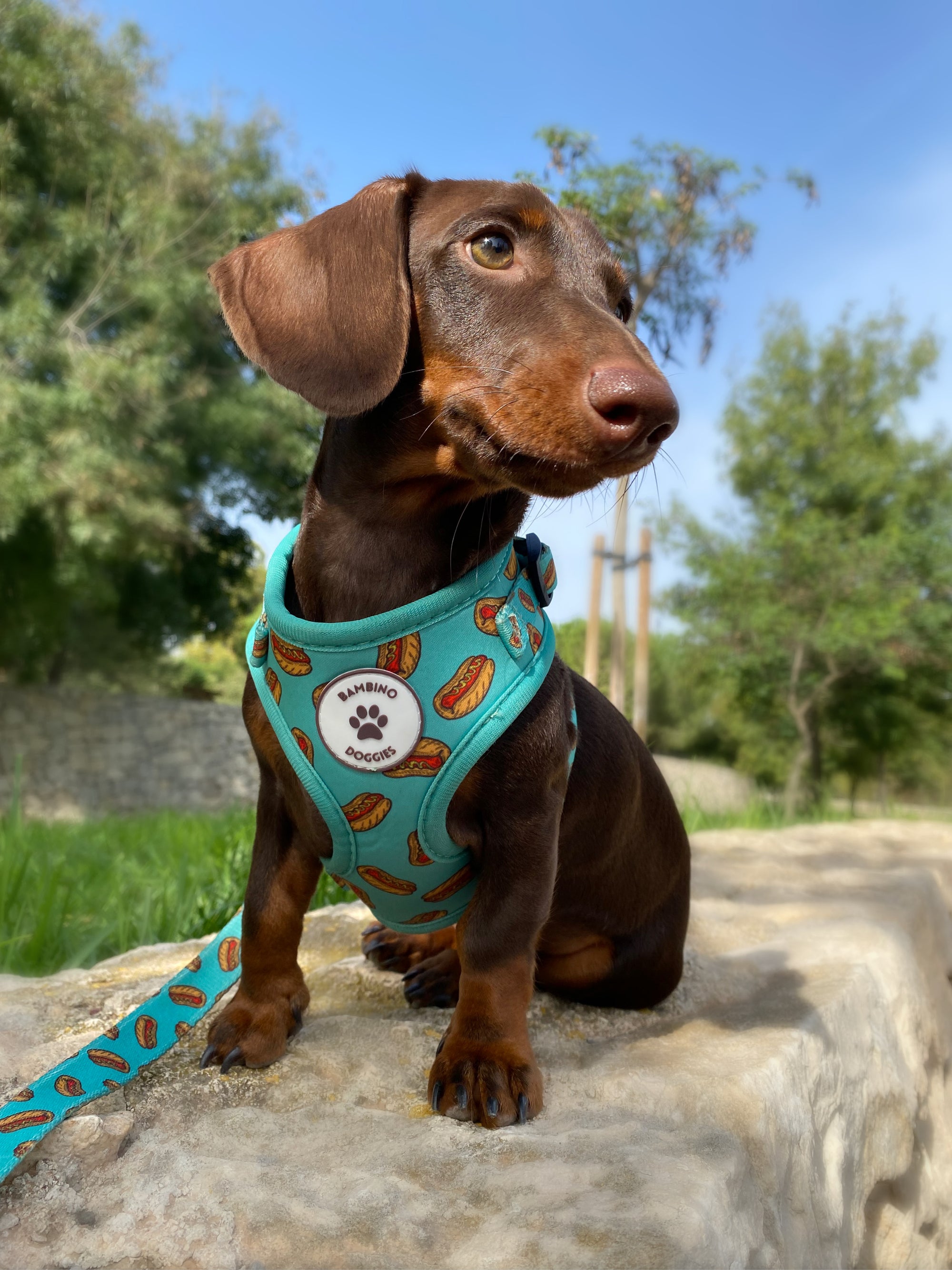 Arnés ajustable para perros Hot Dog