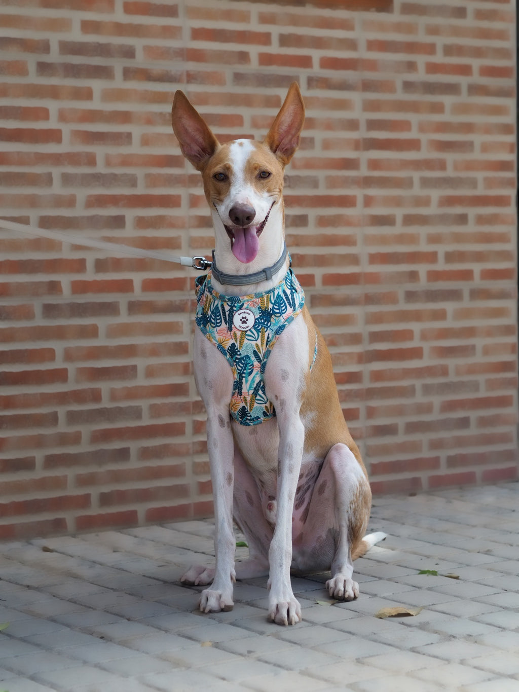 Arnés ajustable para perros Nature