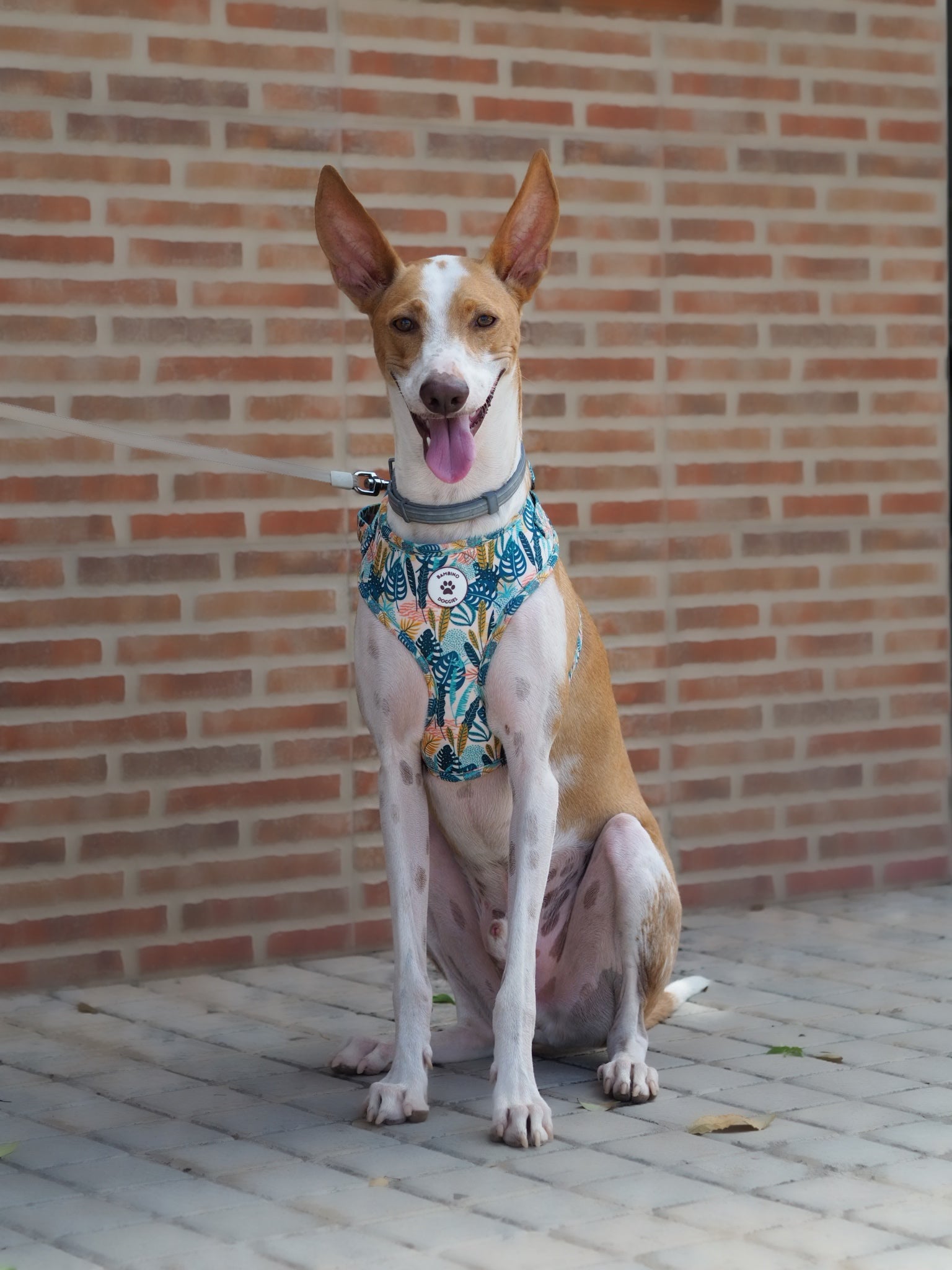 Arnés ajustable para perros Nature
