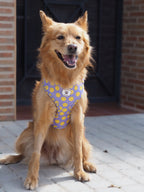 Arnés ajustable para perros Smile