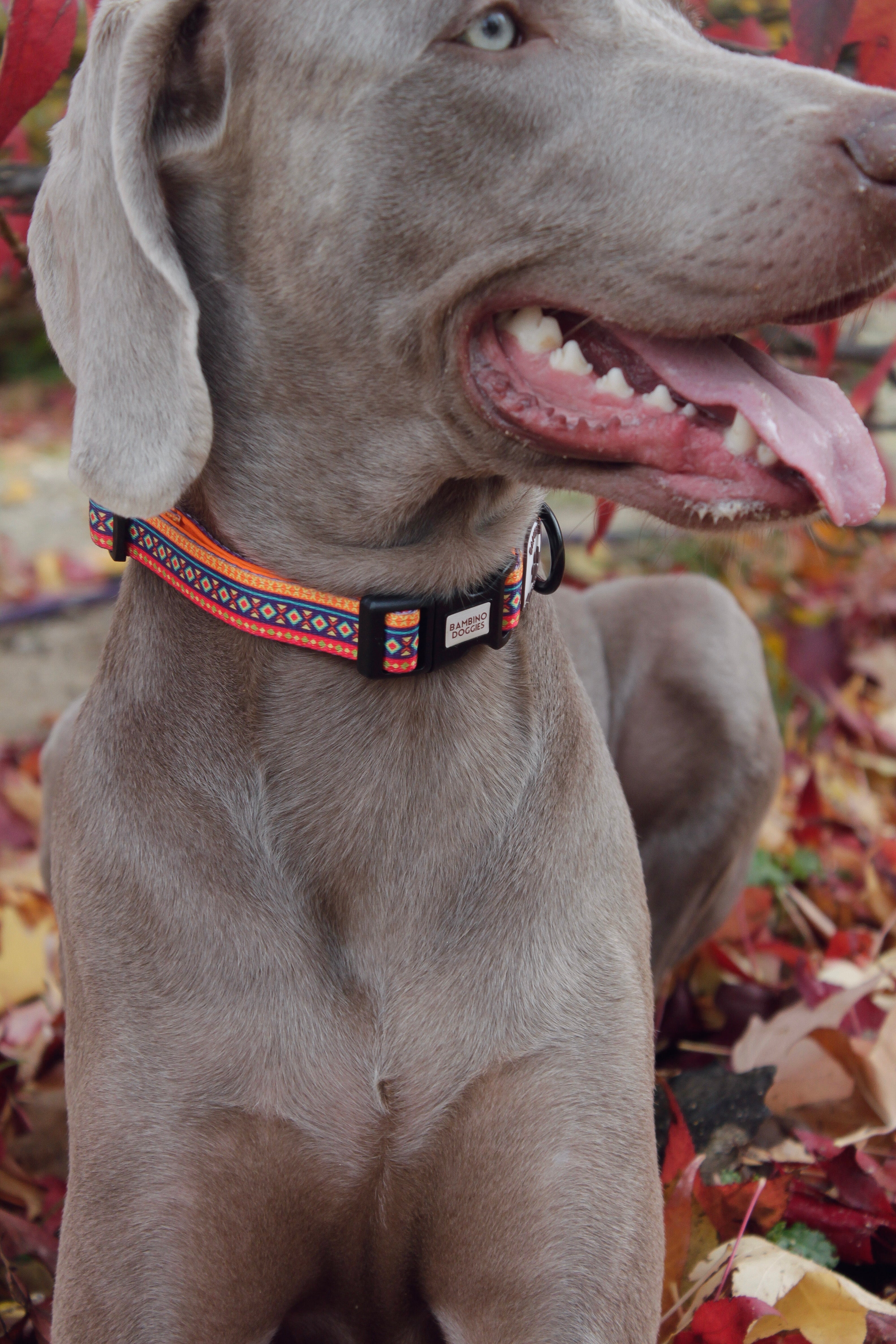 Collar para perros Etnic