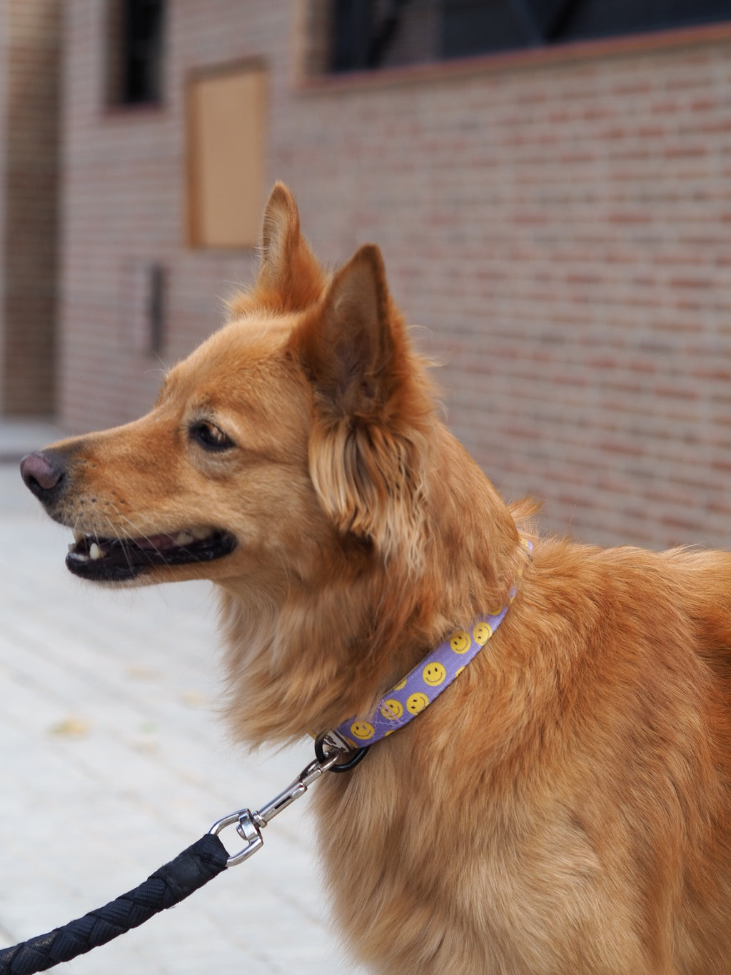 Collar para perros Smile