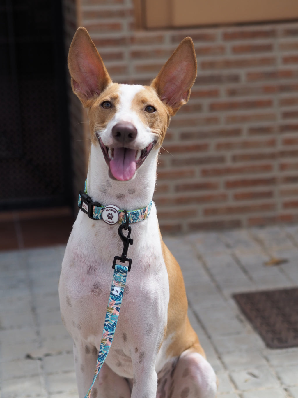 Collar para perros Nature